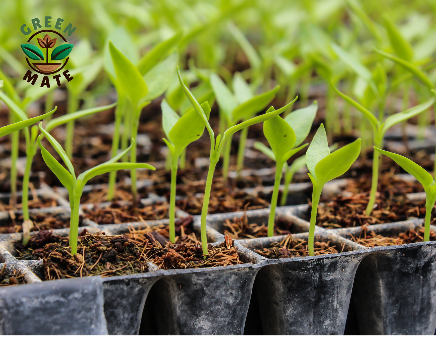 Premium Horticultural Perlite