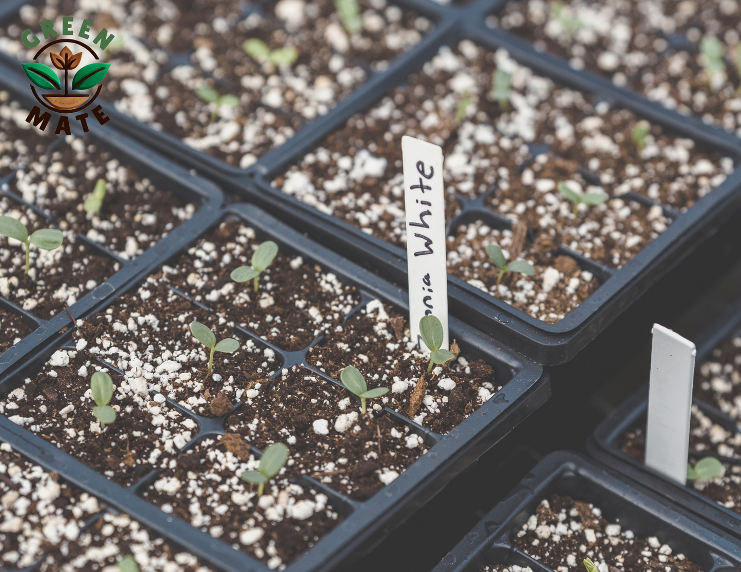 Premium Horticultural Perlite
